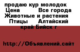 продаю кур молодок. › Цена ­ 320 - Все города Животные и растения » Птицы   . Алтайский край,Бийск г.